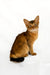 Xavier | somali kitten