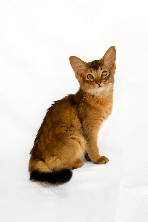 Xavier | somali kitten