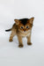 Xavier | somali kitten