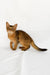 Xavier | somali kitten
