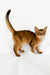 Xavier | somali kitten