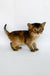 Xavier | somali kitten
