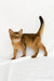 Xavier | somali kitten