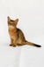Xavier | somali kitten