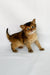 Xavier | somali kitten