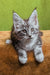 Xena | maine coon kitten