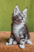 Xena | maine coon kitten