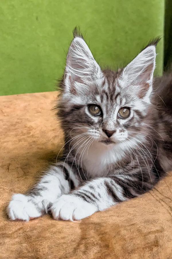 Xena | maine coon kitten