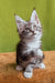 Xena | maine coon kitten