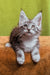 Xena | maine coon kitten
