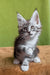 Xena | maine coon kitten