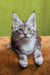 Xena | maine coon kitten