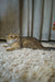 Cute Scottish Fold kitten, Xena, lounging on a fluffy carpet with her folded ears