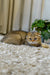 Golden-furred Scottish Fold Kitten Xena with big eyes on a fluffy rug, your best friend