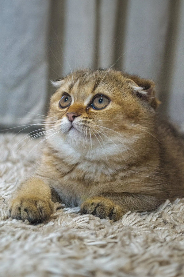 Adopt Xena the Cute Scottish Fold Kitten Today - Main Image