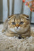 Adorable Scottish Fold kitten Xena showing off her round face and cute folded ears