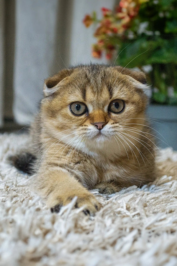 Scottish Fold kitten Xena with cute folded ears and round face, your best friend