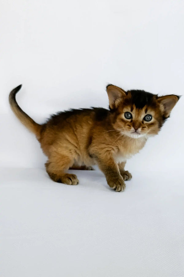 Xena | somali kitten