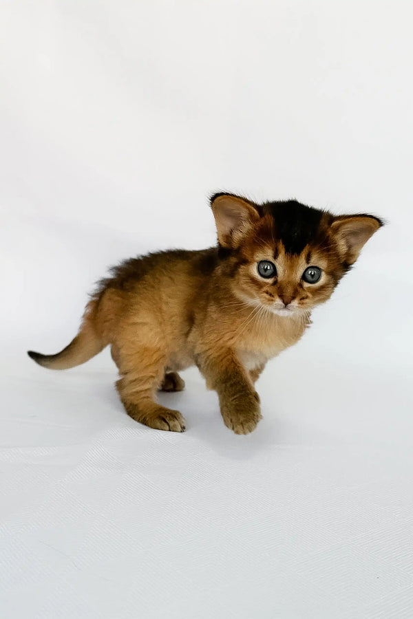 Xena | somali kitten