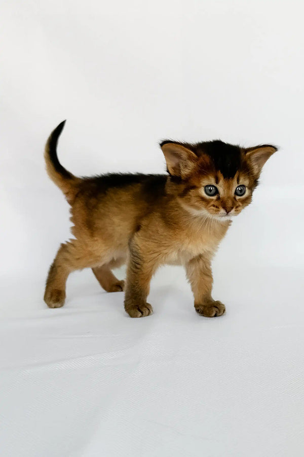 Xena | somali kitten