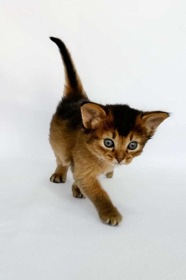 Xena | somali kitten
