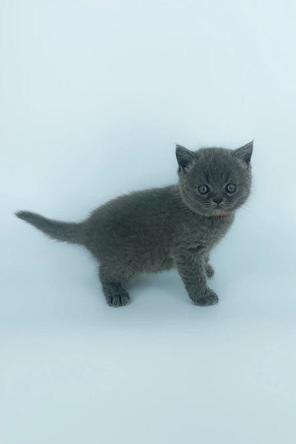 Adorable Gray British Shorthair kitten from Xenia Scottish Straight line, super cute!