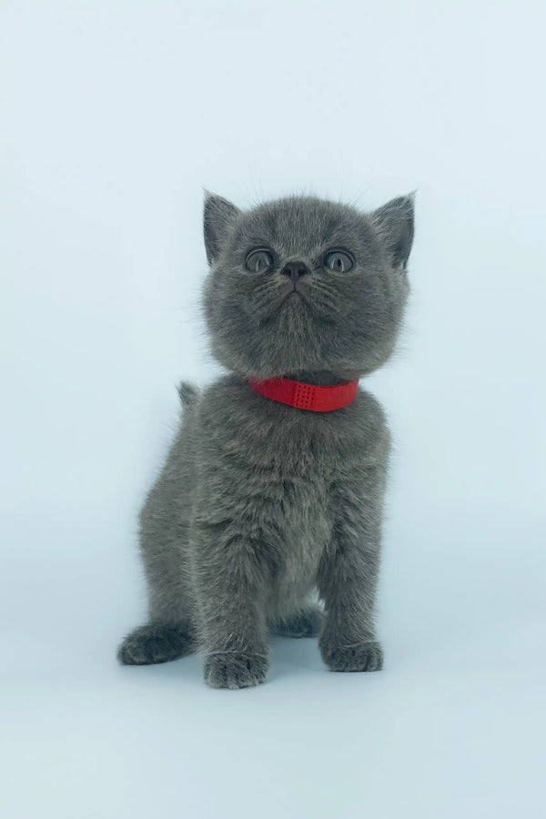 Gray kitten with a red collar, featuring Xenia the Scottish Straight Kitten