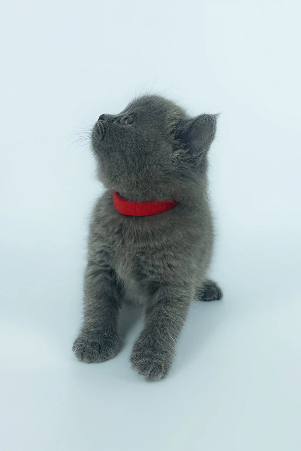 Cute gray kitten with a red collar, perfect companion for Xenia the Scottish Straight