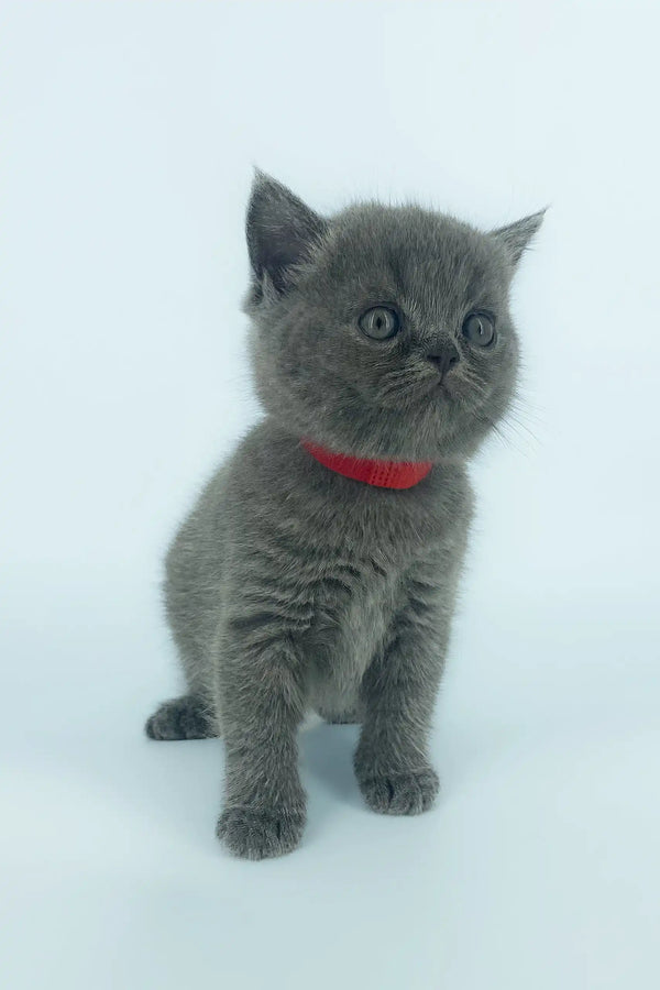 Cute gray kitten named Xenia with a red collar, showcasing Scottish Straight charm