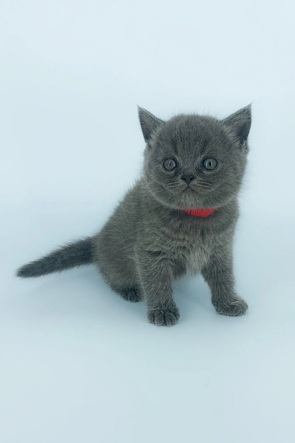 Gray kitten wearing a stylish red collar from Xenia Scottish Straight Kitten