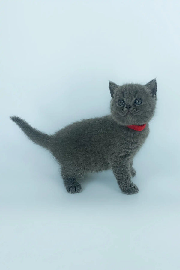 Gray Scottish Straight kitten named Xenia wearing a cute red collar