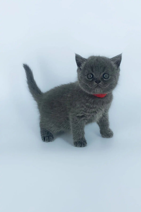 Gray kitten with a red collar from the Xenia Scottish Straight Kitten product