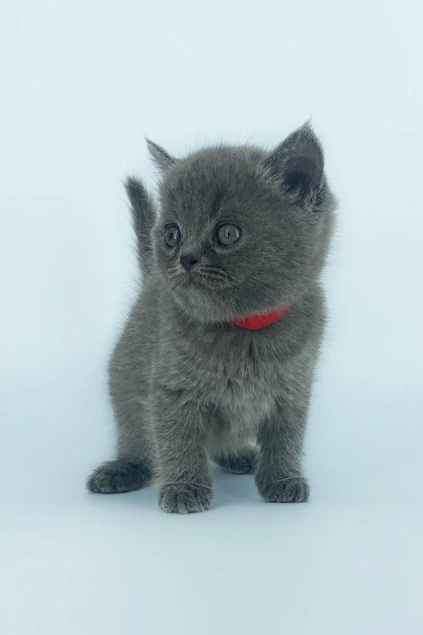 Gray kitten with a red collar from Xenia, the adorable Scottish Straight breed