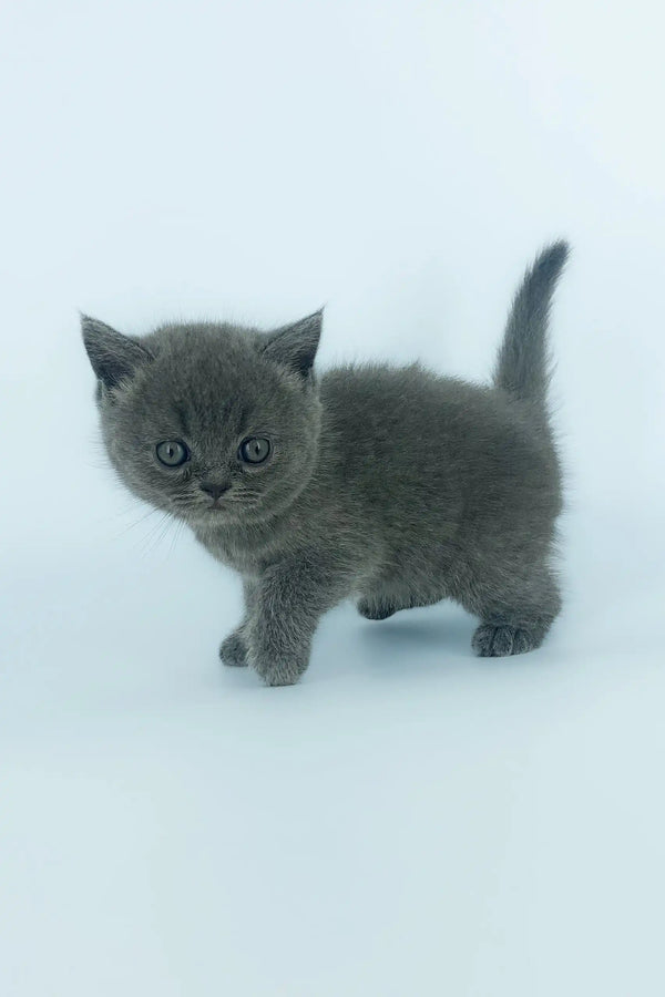 Cute gray kitten with a round face, the adorable Xenia from Scottish Straight breed