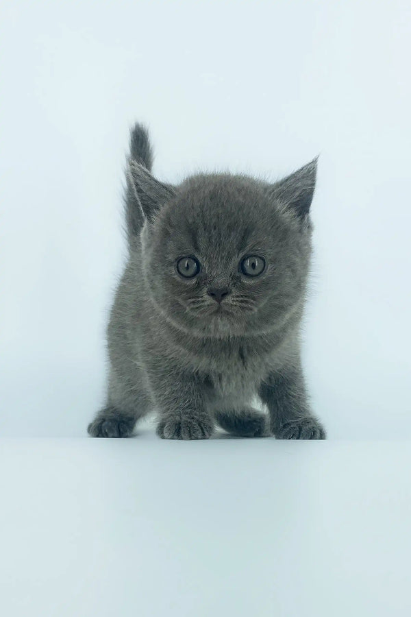 Gray Scottish Straight kitten Xenia with a cute round face looking playful