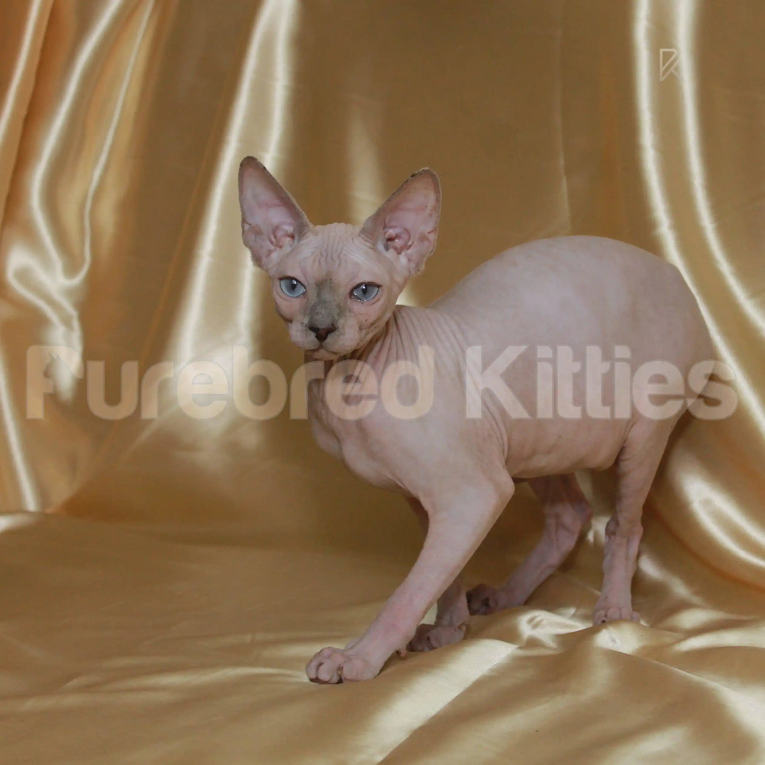 AVADA - Best Sellers Xenos ♂ Sphynx Kitten | 3 Months Old |