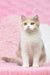 Cute sitting bicolor cat from Xia British Shorthair Kitten collection