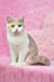 Adorable cream and white British Shorthair kitten named Xia looking playful and cute