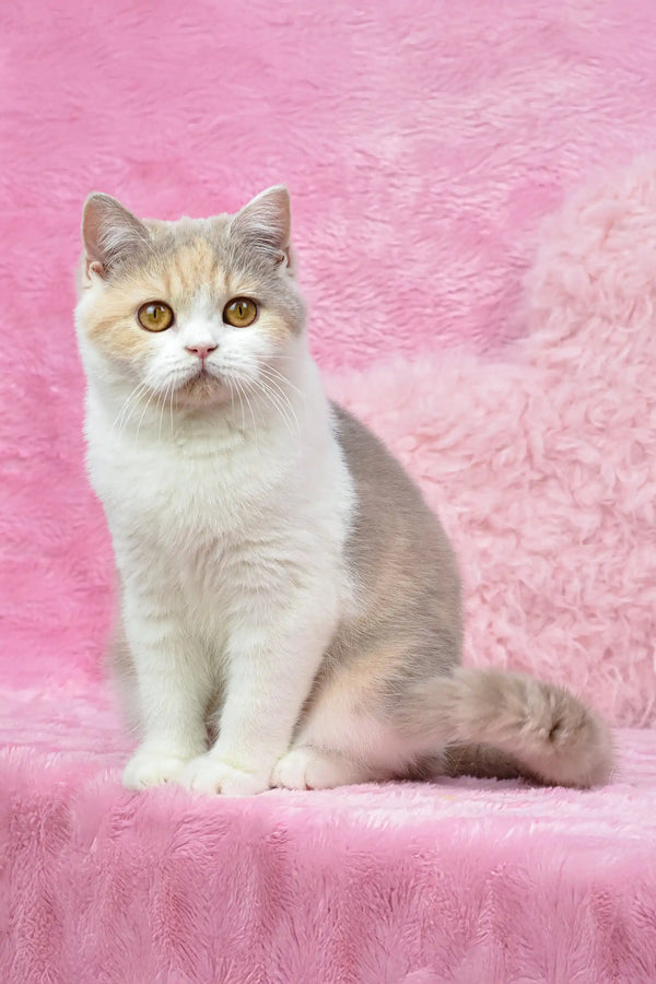 Adorable cream and white British Shorthair kitten named Xia looking playful and cute