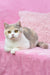 Cute bicolor cat from Xia, a lovely British Shorthair Kitten product