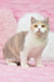 Cute calico cat featuring in the Xia British Shorthair Kitten product