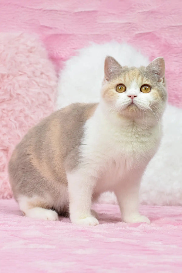 Cute calico cat featuring in the Xia British Shorthair Kitten product