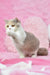 Playful bicolor cat Xia, a charming British Shorthair kitten, ready for fun