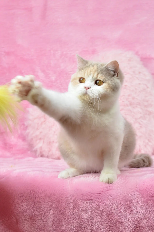 Playful cream and white British Shorthair kitten named Xia ready for fun