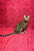 Bengal cat with a marble-patterned coat sitting upright for Xilia Bengal Kitten