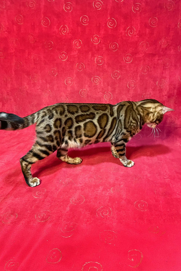 Bengal cat with unique spotted coat pattern in Xilia Bengal Kitten product