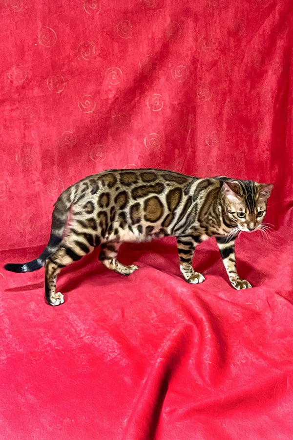 Adorable Bengal cat showcasing a unique spotted and marbled coat in Xilia | Bengal Kitten
