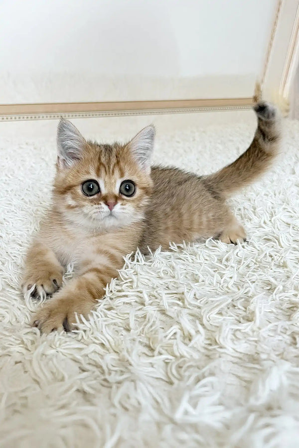 Xirus | british shorthair kitten