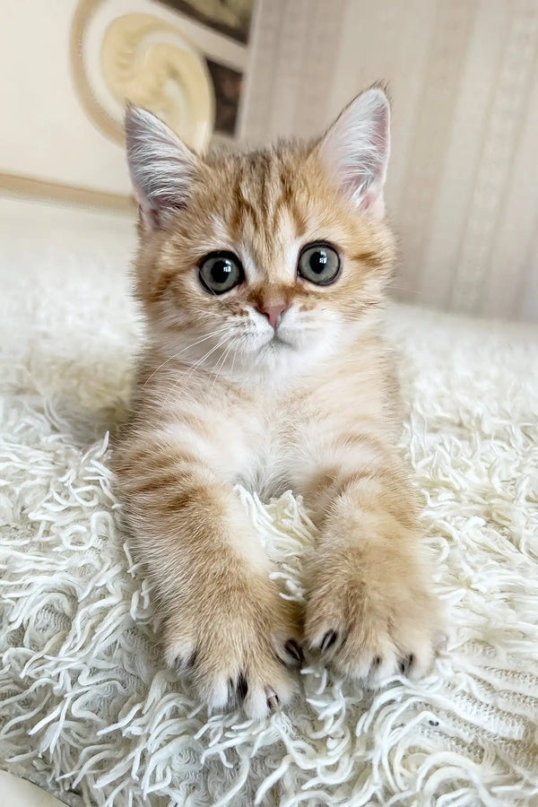 Xirus | british shorthair kitten
