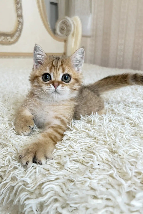 Xirus | british shorthair kitten